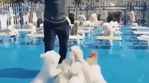Funny dog