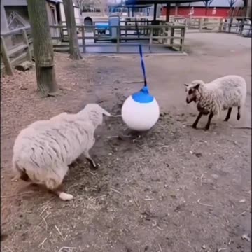 Head butting contest 😂😂😂😂