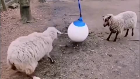 Head butting contest 😂😂😂😂