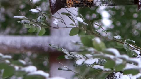 Red-headed bird eating from bird feeder