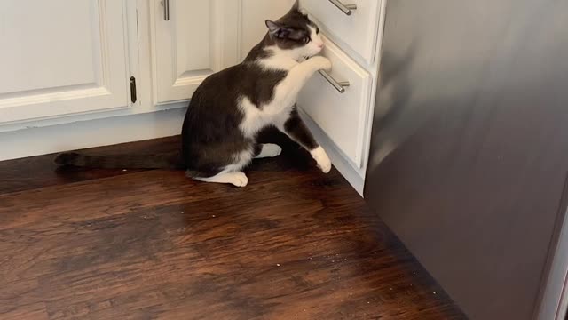 Kitty Claws Open Draw to Find Treat