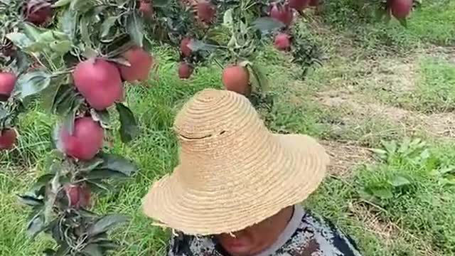 Farm Fresh Ninja Fruit Cutting Desi Satisfying Fruit Ninja Fruit Ideas | Amazing Fruits Video