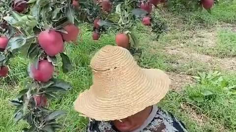 Farm Fresh Ninja Fruit Cutting Desi Satisfying Fruit Ninja Fruit Ideas | Amazing Fruits Video