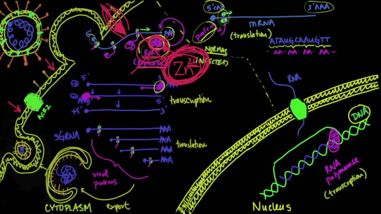 Zinc and Chloroquine for Coronavirus _MedCram Update 34