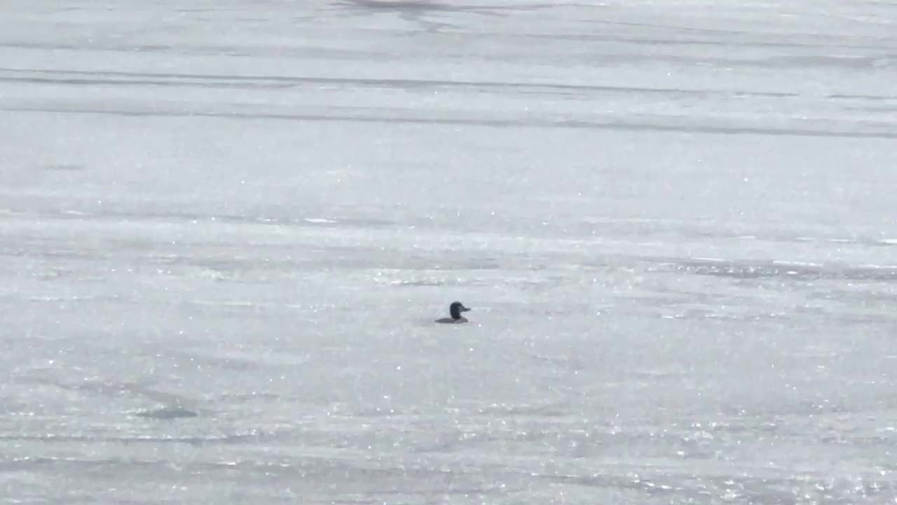 Duck frozen in ice