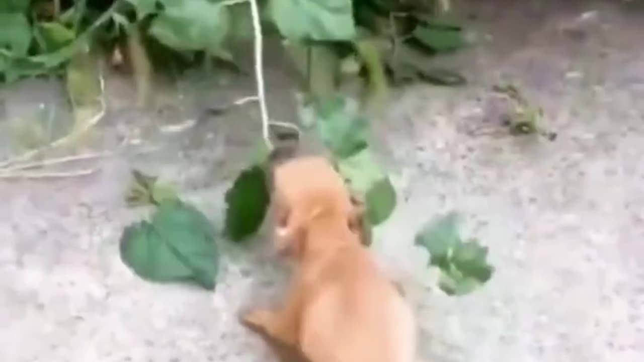 Dog: Can you turn off the song?