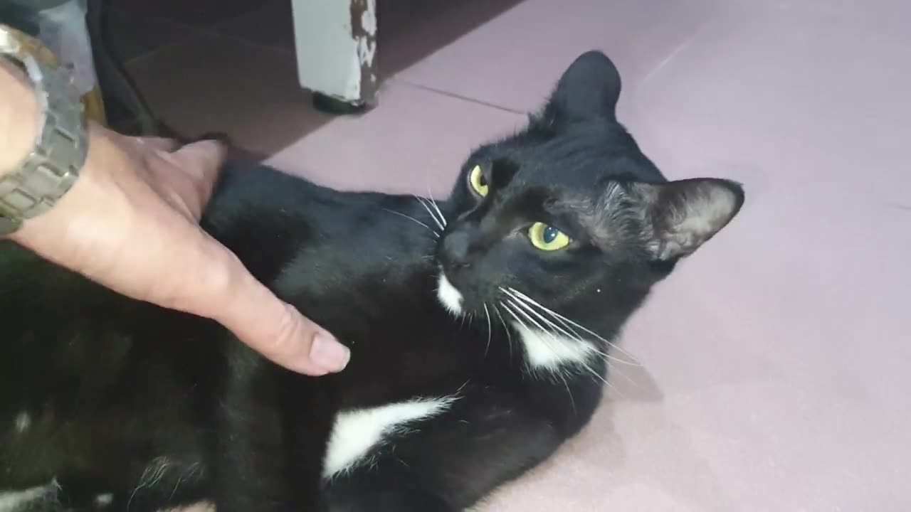 How Cat React When Seeing Stranger 1st Time - Running or Being Friendly