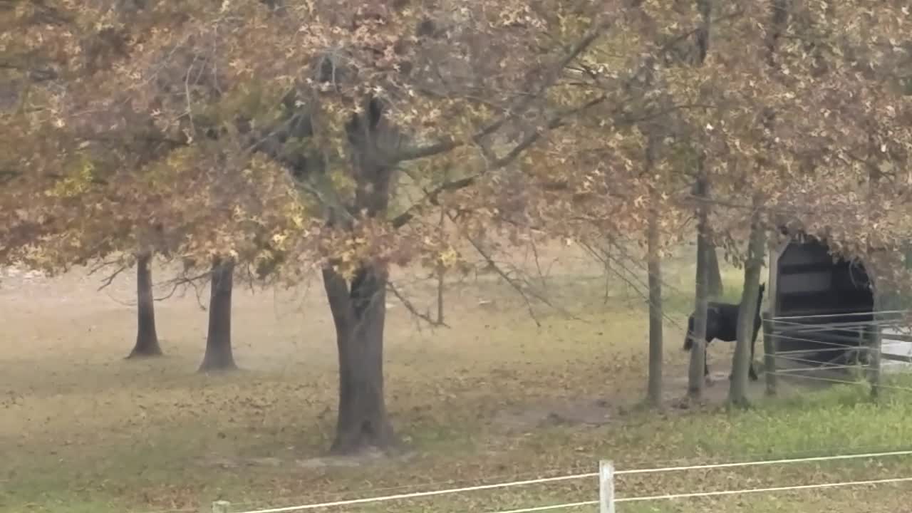 Horses having fun in the cooler weather