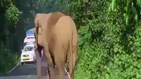 Elephent