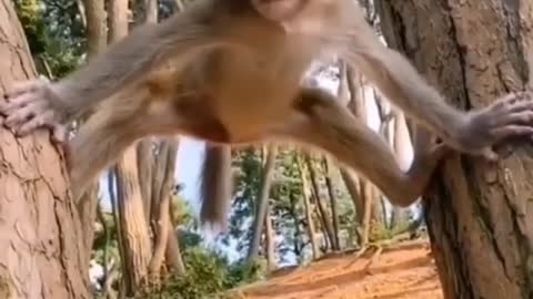 Baby of monkey funny moments on the tree