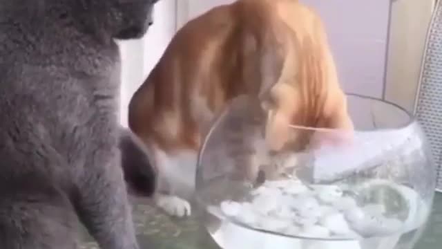 Cat Trying to save fish