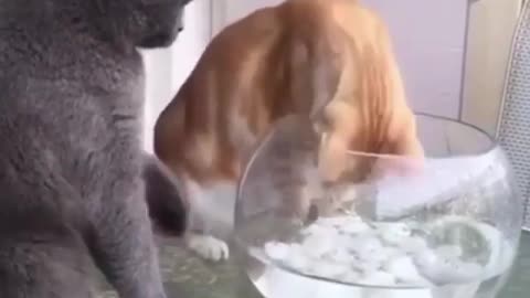 Cat Trying to save fish