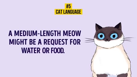 HOW TO UNDERSTAND YOUR CAT BETTER