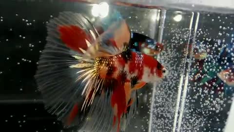 take a look at this halfmoon betta fish