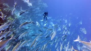 Giant Trevally School Encircles Diver