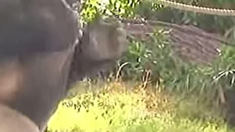 MONKEY