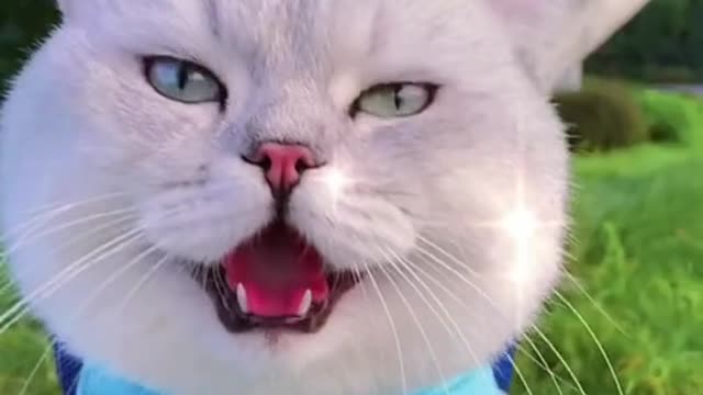 Cat video Playing Beautifull cat video Playing