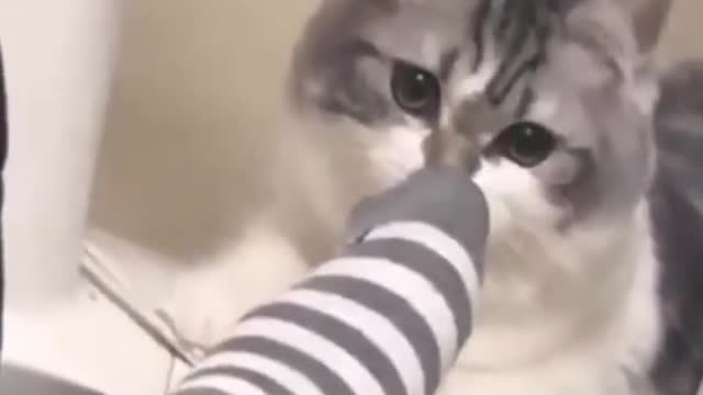 Cat going crazy for socks.Funny Cat