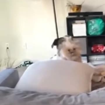 Funniest pets😁😁