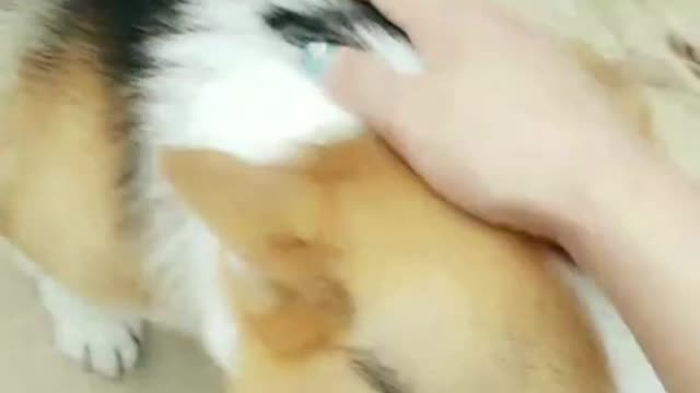 A coquettish old dog