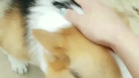 A coquettish old dog