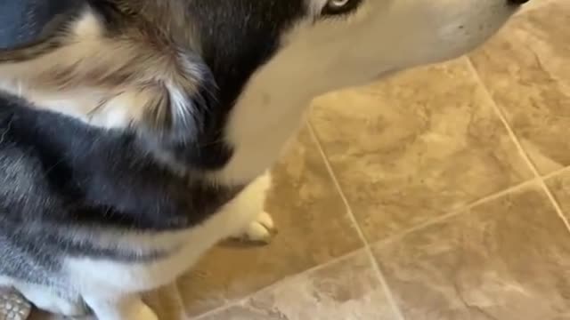 Guilty Snowy Tries To Blame Other Dog! #shorts