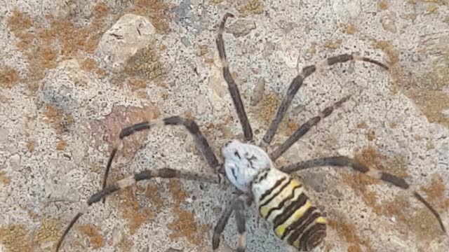 Very dangerous Tiger Spider