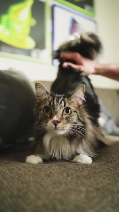 Petting a cute kitten #Shorts