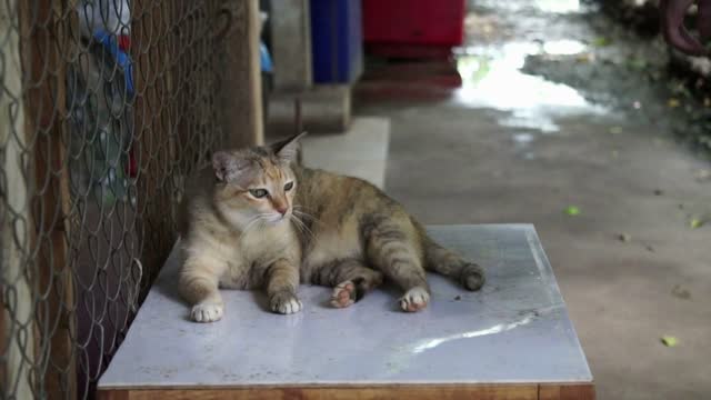 Brown cat looking and eyes follow its owner