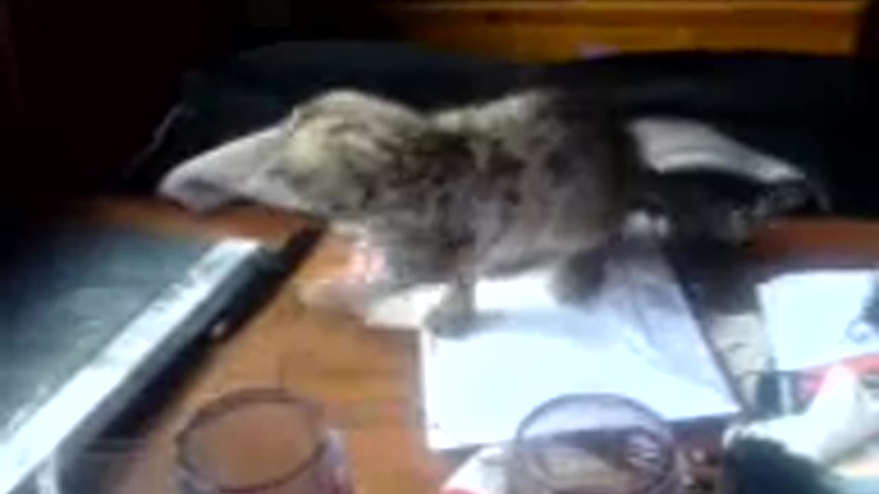 Oscar the Kitten Playing on my Desk