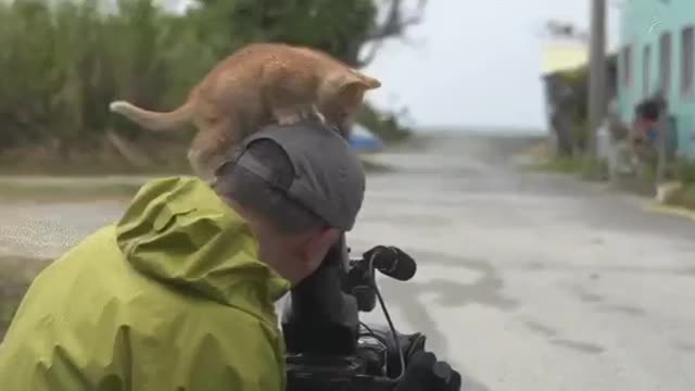 The cat sat on the photographer's head