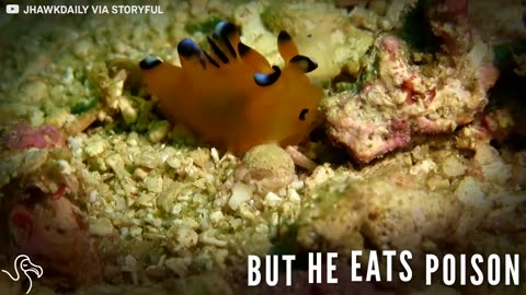 World's Cutest Sea Slug Has A Deadly Weapon