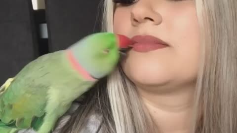 Funny parrot |cockatiel parrot | Funny birds | Funny animals