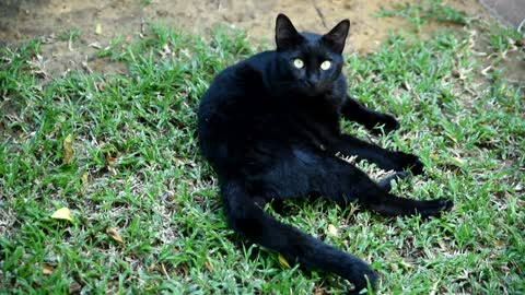 Cute and Funny Black Cat 😸😽🙀 #funnycat #shorts