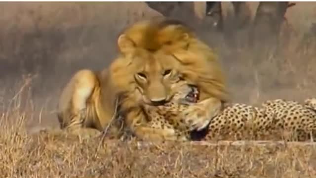 Leões defendendo seu território