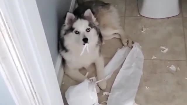 your puppy been suspiciously quiet