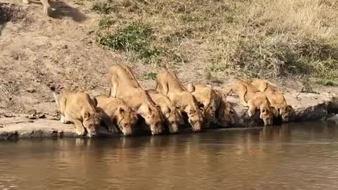 LIONS DRINKING WATER