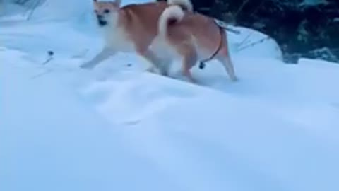 Shiba Inu in the fluffy snow