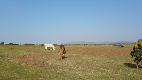 Wild ponies. Dartmoor tors in the distance