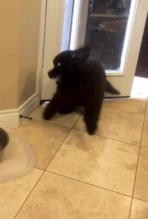 Enorme cachorro se entretiene con un freno para puerta