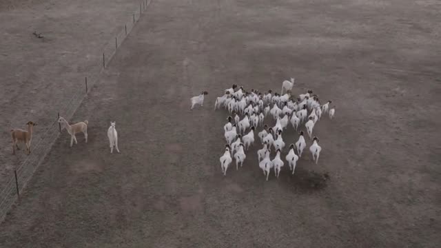 Boer Goat Farm in Australia