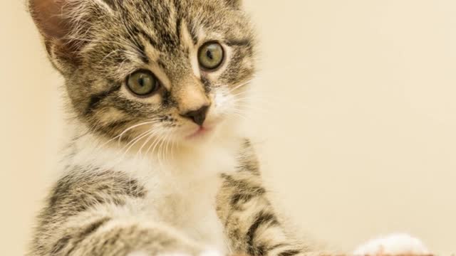 funny and cute cat best funny, best cat memes compilation, funny cat video, pets town
