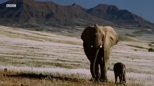 Baby Elephant’s Struggle to Survive (Part 2) | Elephant Nomads of the Namib Desert | BBC Earth