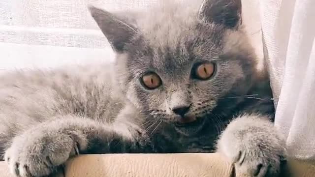 Number one Bullshit Guy !!! 😻😹😹