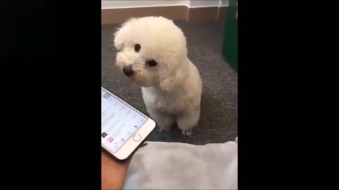 Compilation Cute and Funny animals 2021