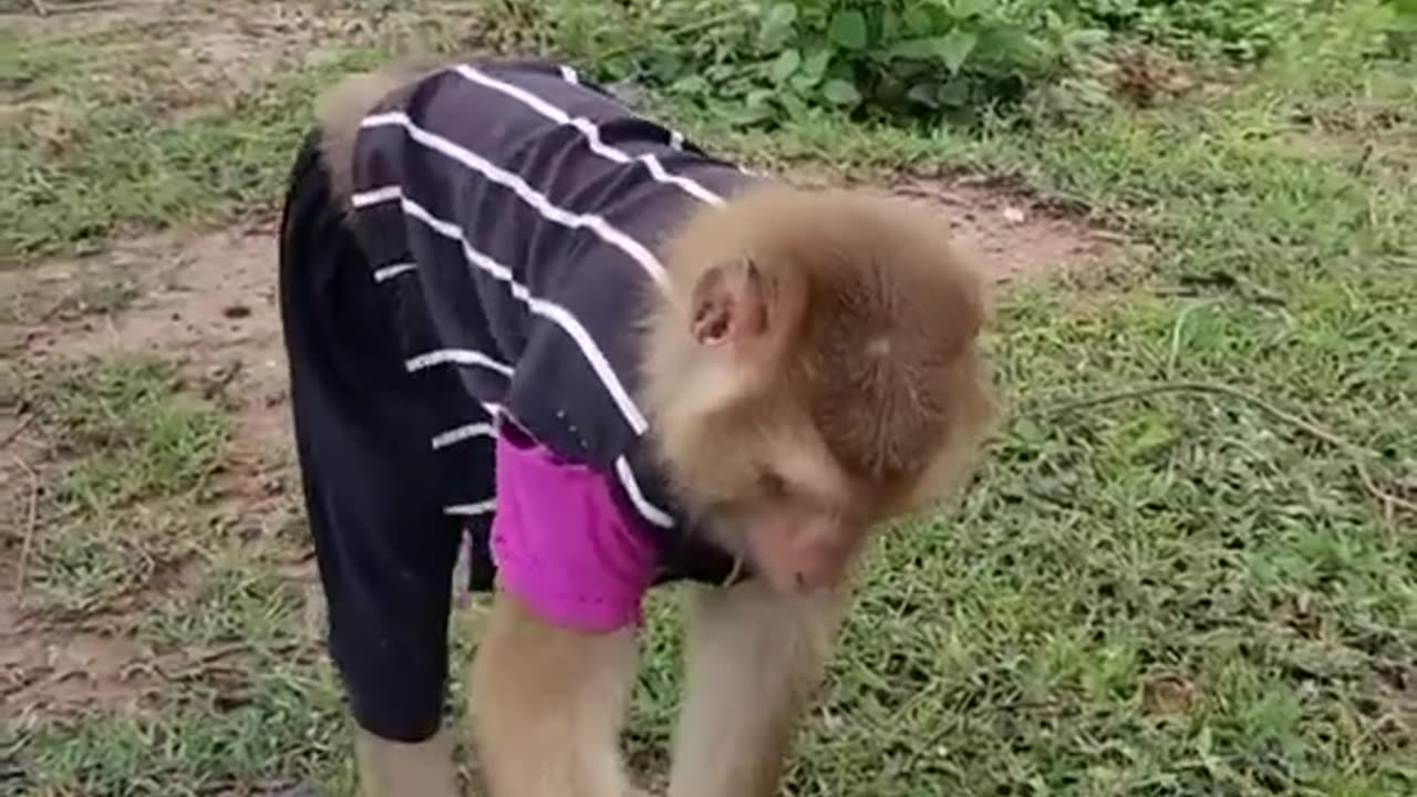 Funny monkey 🐒