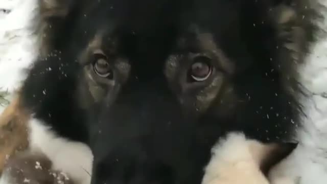 In such a cold weather, how can you use a cat as a