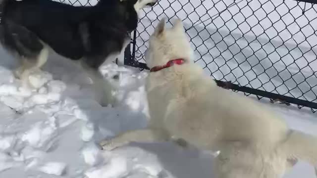 Huskies loving the snow