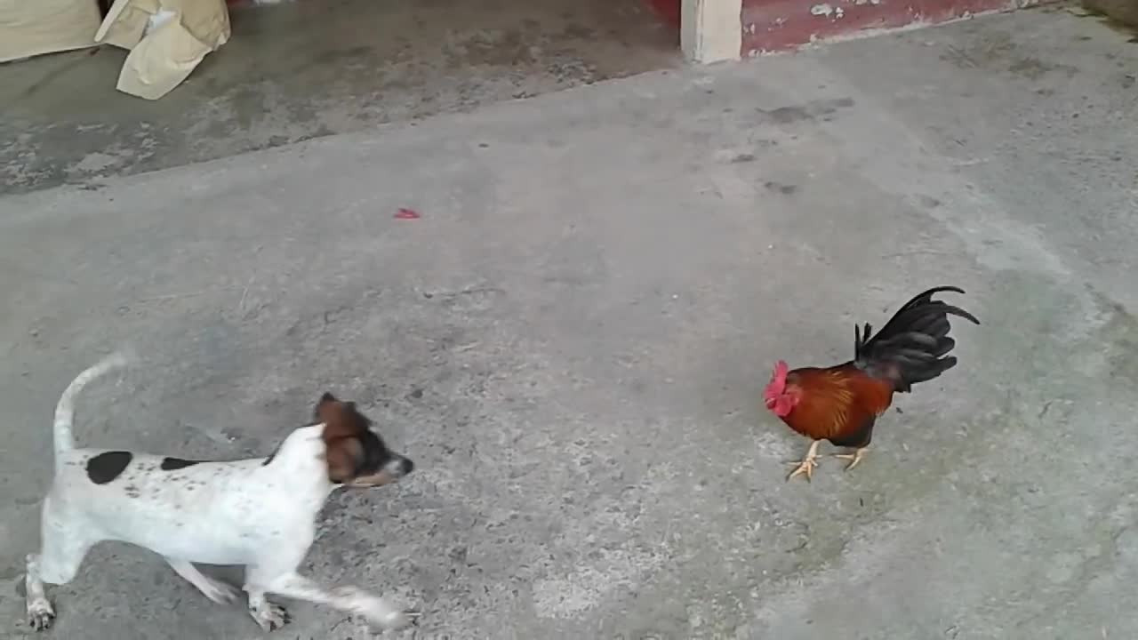 Mi_perro_vs_un_gallo( and\ video 2021