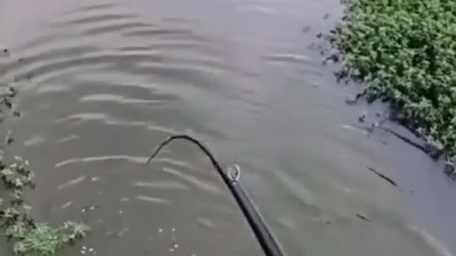 This is a beautiful and charming water-dwelling species